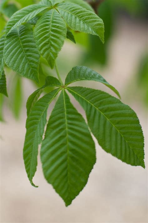 Buy Fort Mcnair Red Horsechestnut Tree Free Shipping Wilson Bros