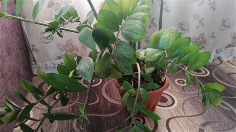 Пересадка замиокулькаса,сгнили корни😱😱😱 - YouTube