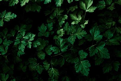 Dark Leaves Foliage Free Photo On Pixabay Pixabay