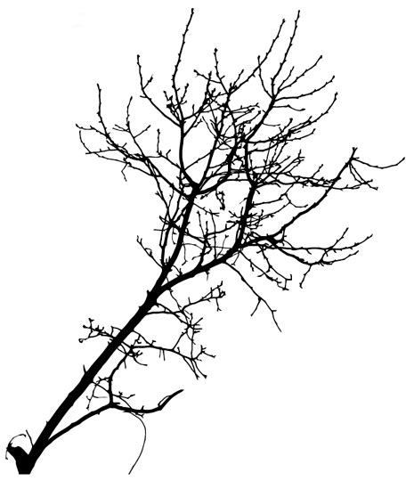 Tree Branch Silhouette Vector at Vectorified.com | Collection of Tree ...