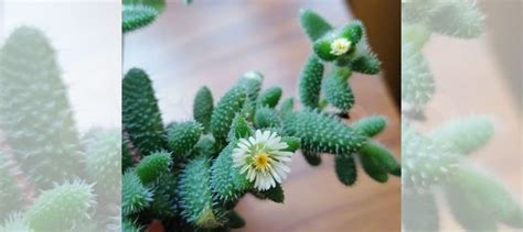 Комнатные растения купить в Кемерово | Товары для дома и дачи | Авито