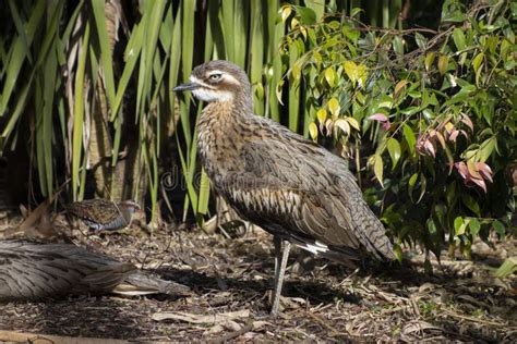 Bush Stone Curlew Burhinus Grallarius Bird In Australia Stock Image