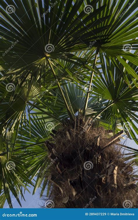 Green Palm Branches In Blue Sky Stock Image Image Of Flower