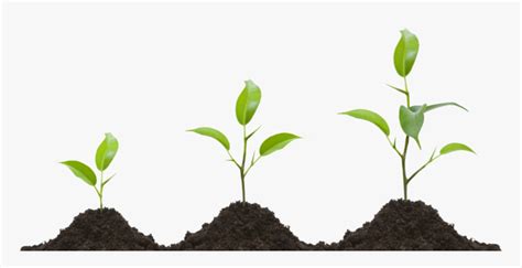 Growing Plant Png Transparent Image Grow Png Png Download Kindpng
