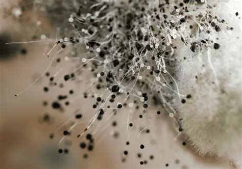 Black Mold vs Toxic Black Mold | Enviroklenz