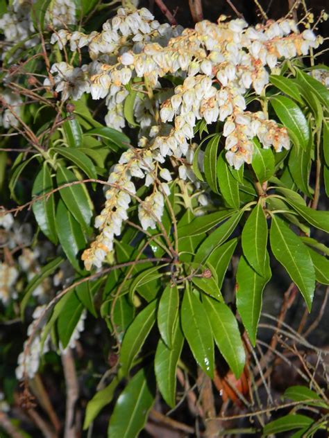 Pieris Japonica Fetterbush Japanese Andromeda Japanese Pieris Lily