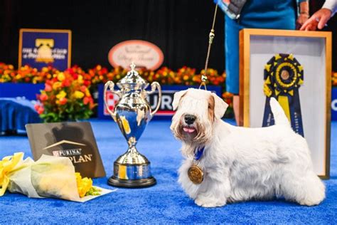 Chester Countys ‘stache New Top Dog At National Dog Show Daily Local