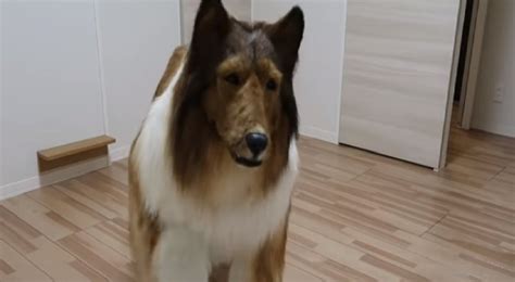 Hombre Gasta Más De 15 Mil Dólares Para Convertirse En Perro Ahora Es