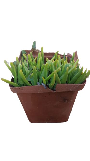 Bergeranthus Assorted – Gardenvale