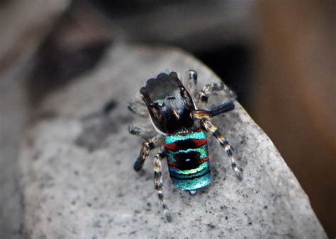 peacock spiders rewild perth
