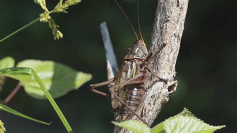 Rainbow Milkweed Locust Images Browse 83 Stock Photos Vectors And