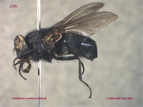 Calliphora