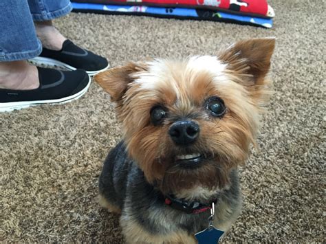 A Rescued Yorkie Learns to Relax and Let Her Guardian Take the Lead