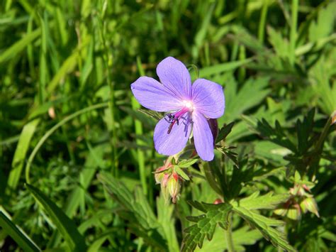 Герань луговая / Geranium pratense | Герань луговая, Герань, Растения
