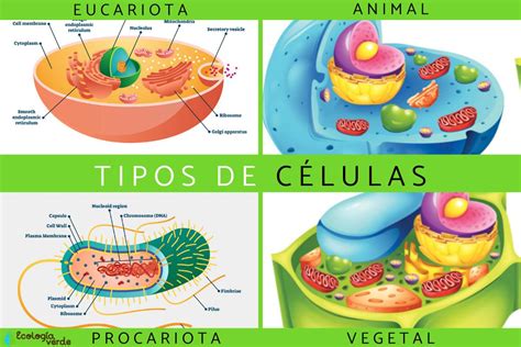 Las Células Características y Cuadro Sinóptico Cuadro Comparativo