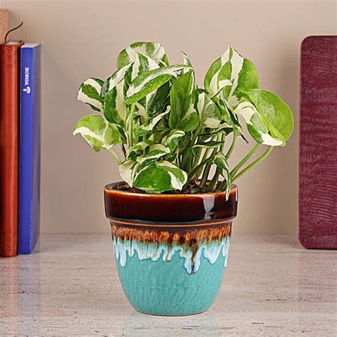 Buysend White Pothos Plant In Drip Style Pot Online Fnp