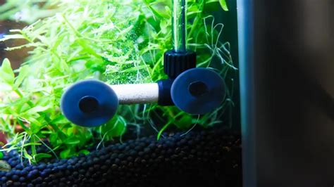 How to Adjust CO2 Rate in Your Aquarium to Ensure Optimal Plant Growth