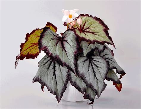 Бегония, 9 дм, 1 шт - купить по выгодной цене в интернет-магазине OZON ...