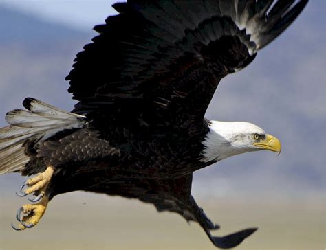 Free Images Nature Wing Sky Flying Wild Beak Symbol Flight