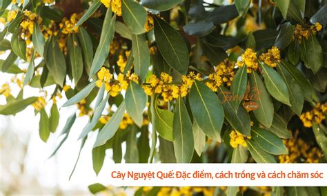 Cây Nguyệt Quế Đặc điểm Cách Trồng Và Cách Chăm Sóc Tại Nhà