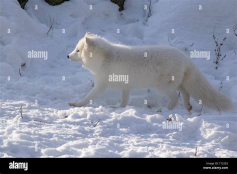 An Arctic Fox in winter Stock Photo - Alamy
