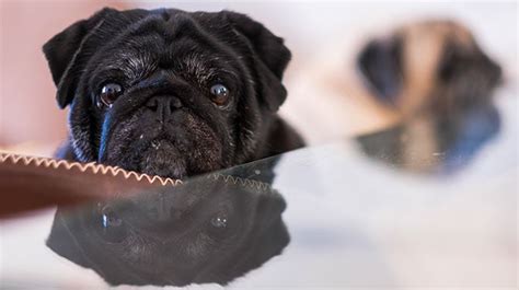 221 Of The Best Black Pug Names For Males And Females