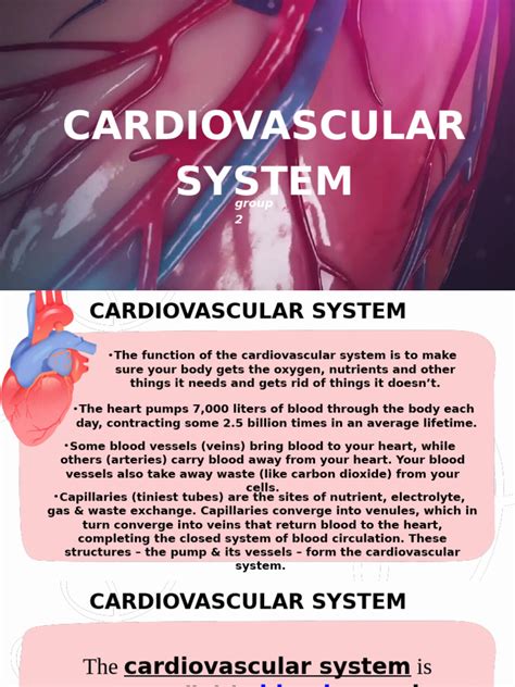 cardiovascular system