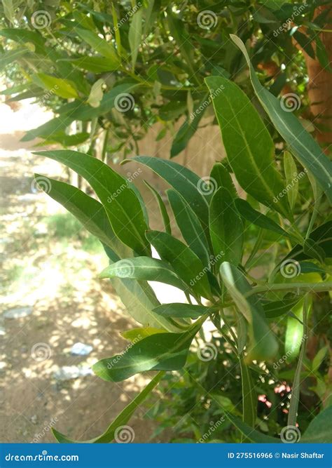Leaf in a desert climate stock photo. Image of climate - 275516966