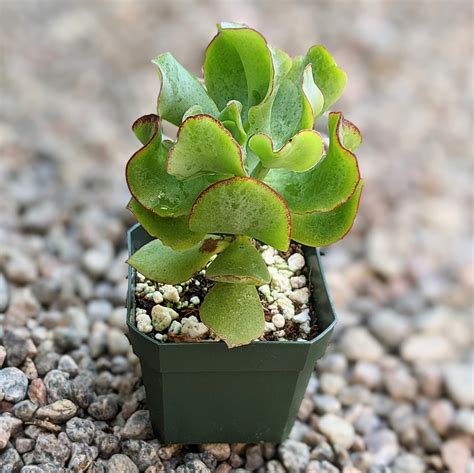 Crassula Arborescens Undulatifolia Blue Waves Grow Something