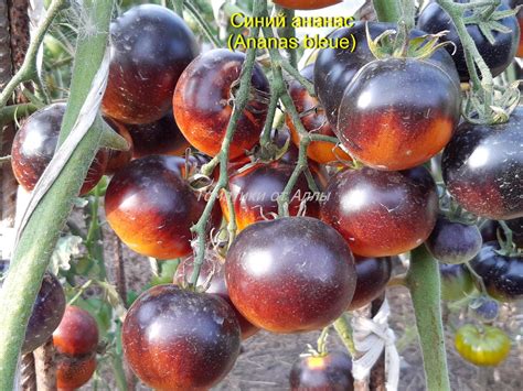 Томат Синий ананас: описание сорта, ОТЗЫВЫ (5) | tomatland.ru