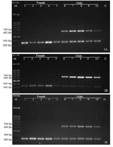 Table 1 From PCR Based SNP Markers For Sex Identification In Date Palm Phoenix Dactylifera L