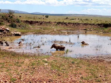 Tour Di Un Giorno Del Parco Nazionale Del Lago Nakuru Da Nairobi