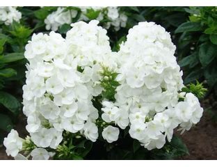 Флокс метельчатый Вайт Спарр (Phlox paniculata White Sparr) | Купить в ...