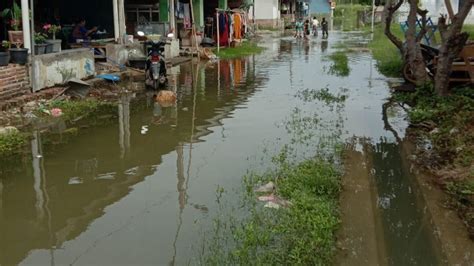 Banjir Rob Rendam Ratusan Hektare Tambak Di Desa Muara Warga Waspada