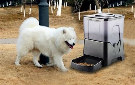 Automatic dog feeder for big dogs - lopersresort