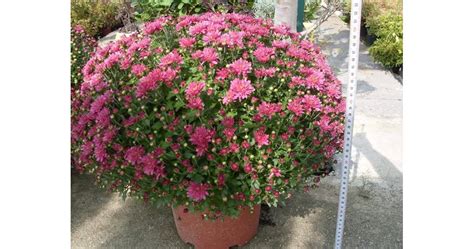 Как хризантемите да са по-пищни | Български Фермер