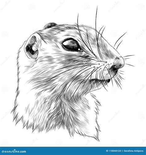 Gopher Sketch Vector Graphics Stock Vector - Illustration of animal ...