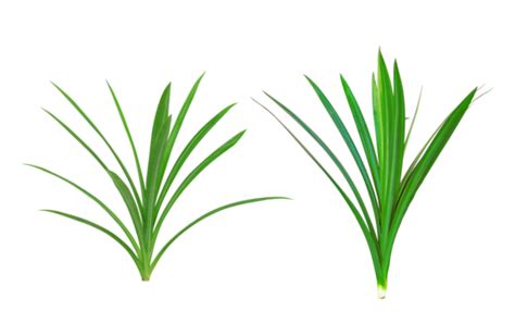 Pandanus Png Transparent Images Free Download Vector Files Pngtree