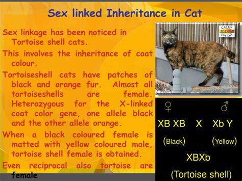 PPT Sex Linked Inheritance PowerPoint Presentation ID 5642487