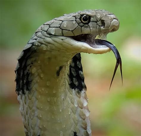 Почему не стоит высасывать яд от укуса кобры