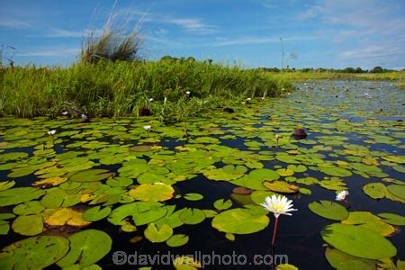 Water lilies, Okavango Delta, Botswana, Africa