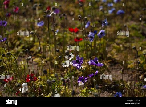 St brigid hi-res stock photography and images - Alamy