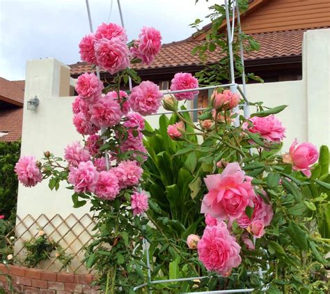 cach trông hoa hông leo phap mix HẠT GIỐNG NGA SIÊU HOT