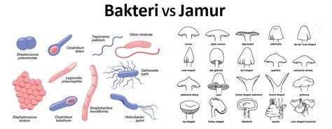 Perbedaan Antara Bakteri Dan Jamur Fungi 33 Perbedaan Inovasi Biologi