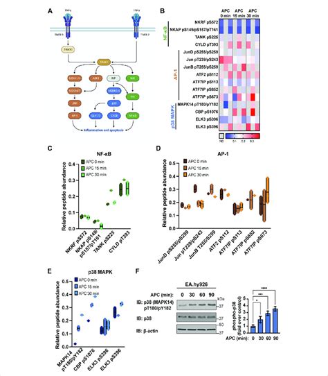 APC modulates TNF-α stimulated proinflammatory pathways in endothelial ...
