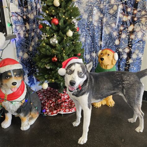 arlington tx craigslist pets 5