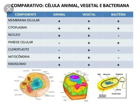 Cuadro Comparativo Entre Celula Animal Y Vegetal Diferencias Y