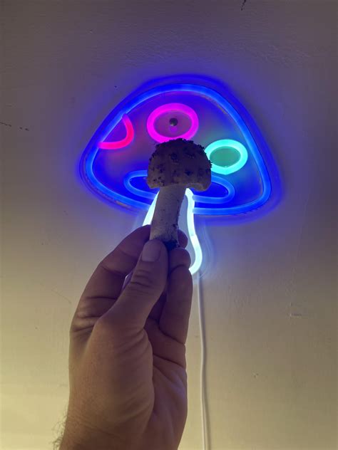 Awesome Amanita Flavoconia Sample Rmycology