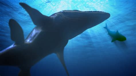 THE MEGALODON GETS EATEN!!! - Fish Feed Grow - YouTube