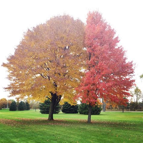 These competing trees : r/mildlyinteresting